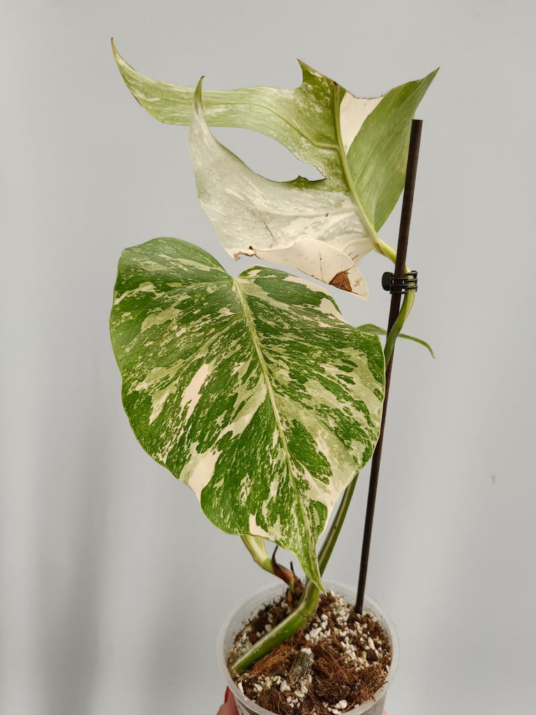 Cutting/talea of monstera deliciosa variegata albo