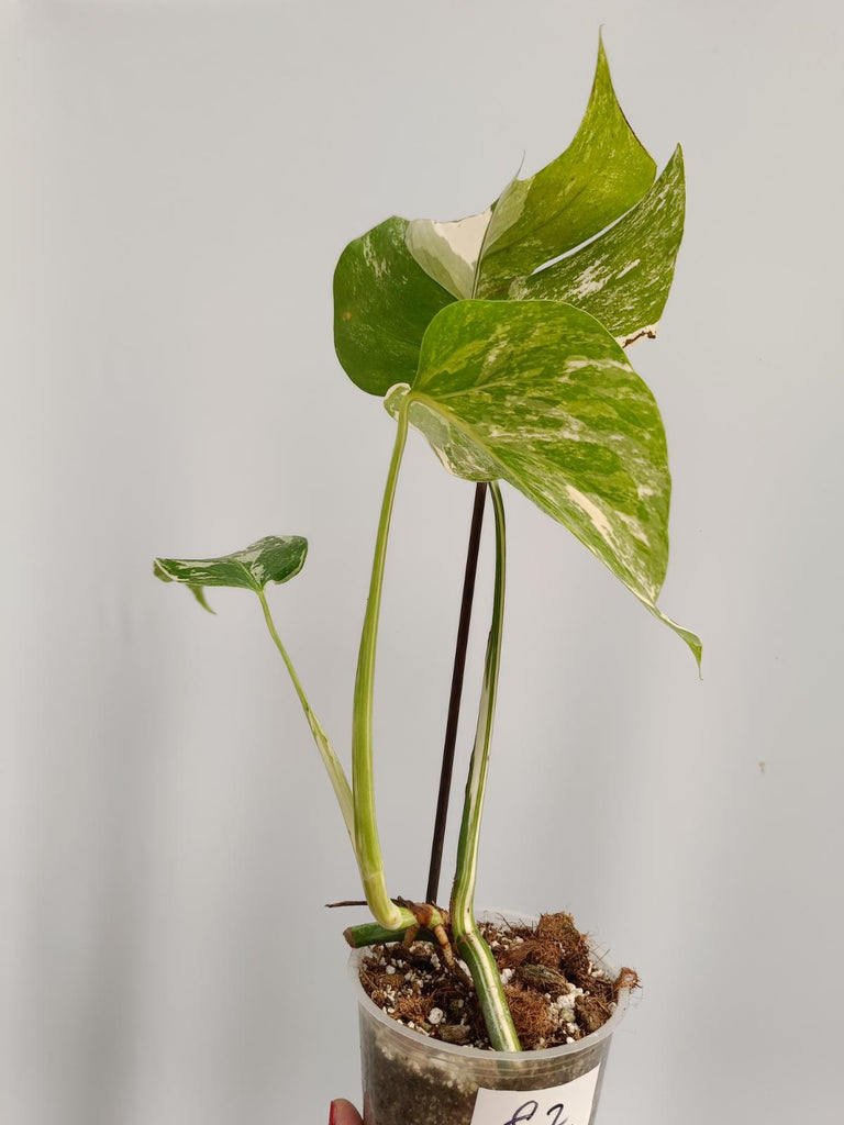 Cutting/talea of monstera deliciosa variegata albo