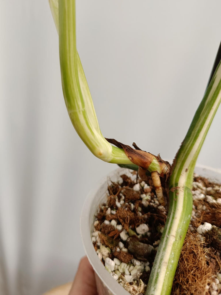 Cutting/talea of monstera deliciosa variegata albo