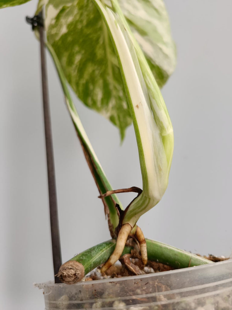 Cutting/talea of monstera deliciosa variegata albo