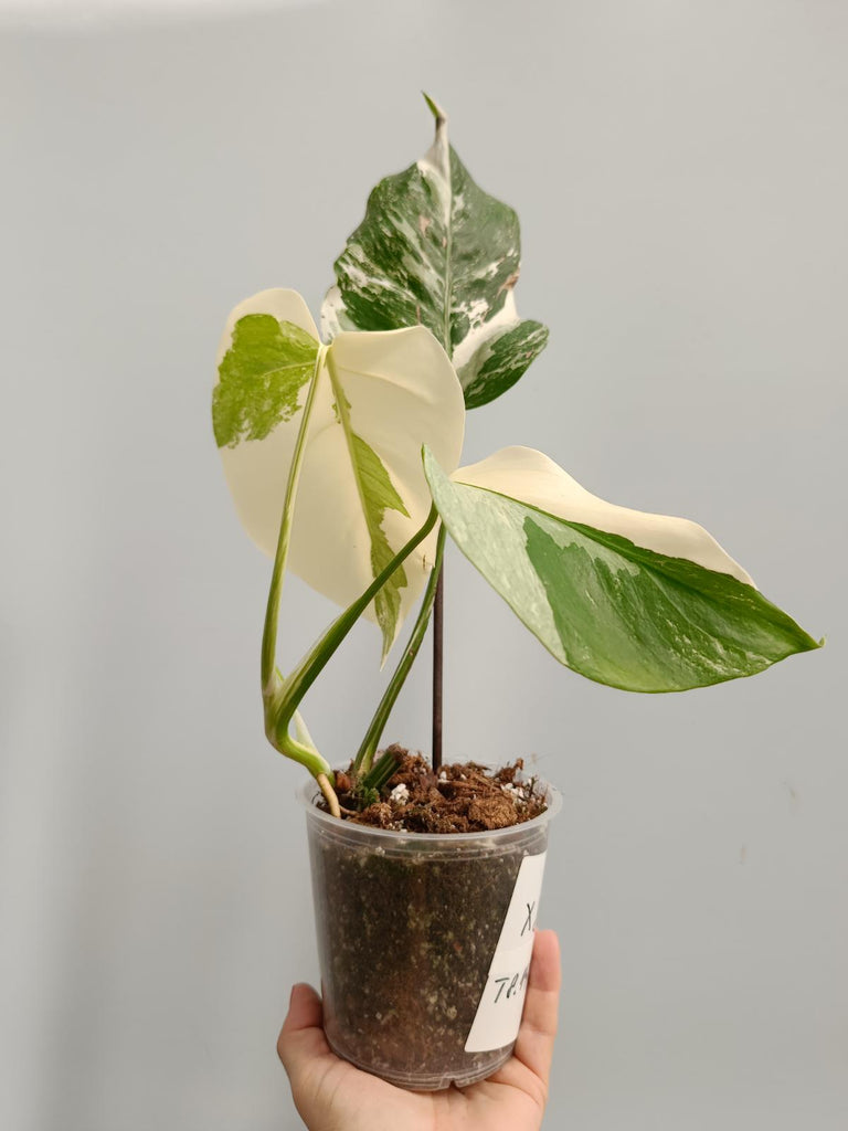 Cutting of monstera deliciosa variegata albo EXTRA WHITE