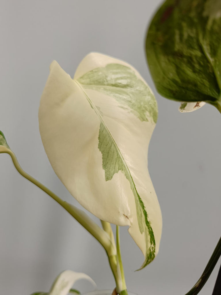 Cutting of monstera deliciosa variegata albo EXTRA WHITE