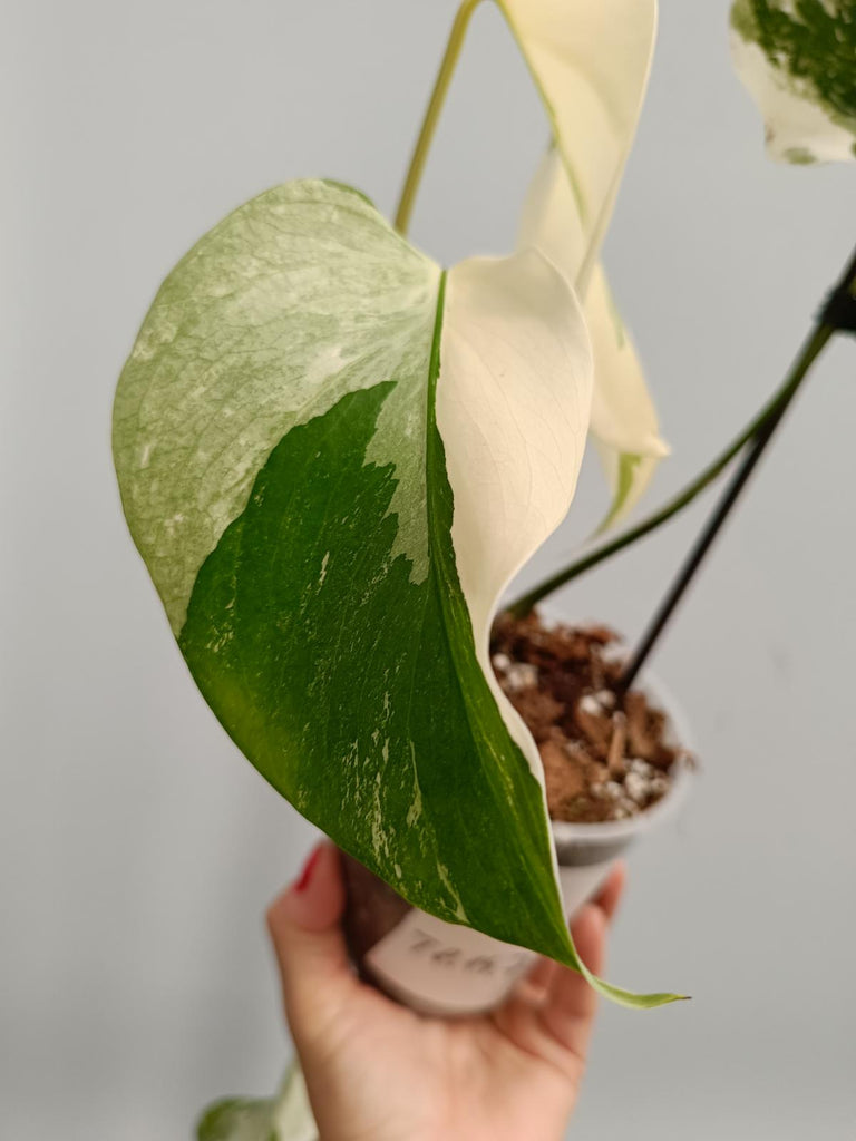 Cutting of monstera deliciosa variegata albo EXTRA WHITE