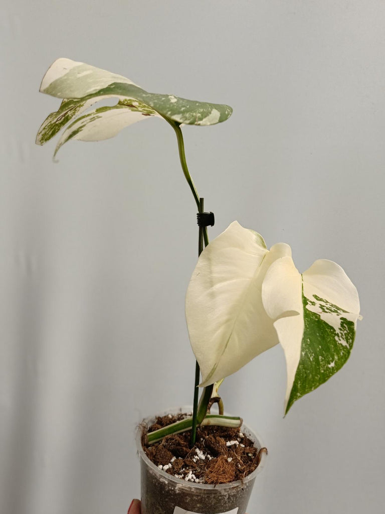 Cutting of monstera deliciosa variegata albo FULLMOON