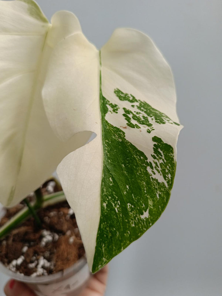 Cutting of monstera deliciosa variegata albo FULLMOON