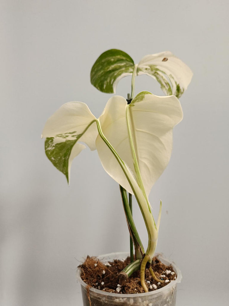 Cutting of monstera deliciosa variegata albo FULLMOON