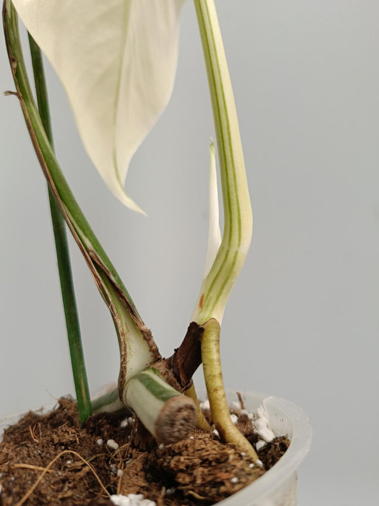 Cutting of monstera deliciosa variegata albo FULLMOON