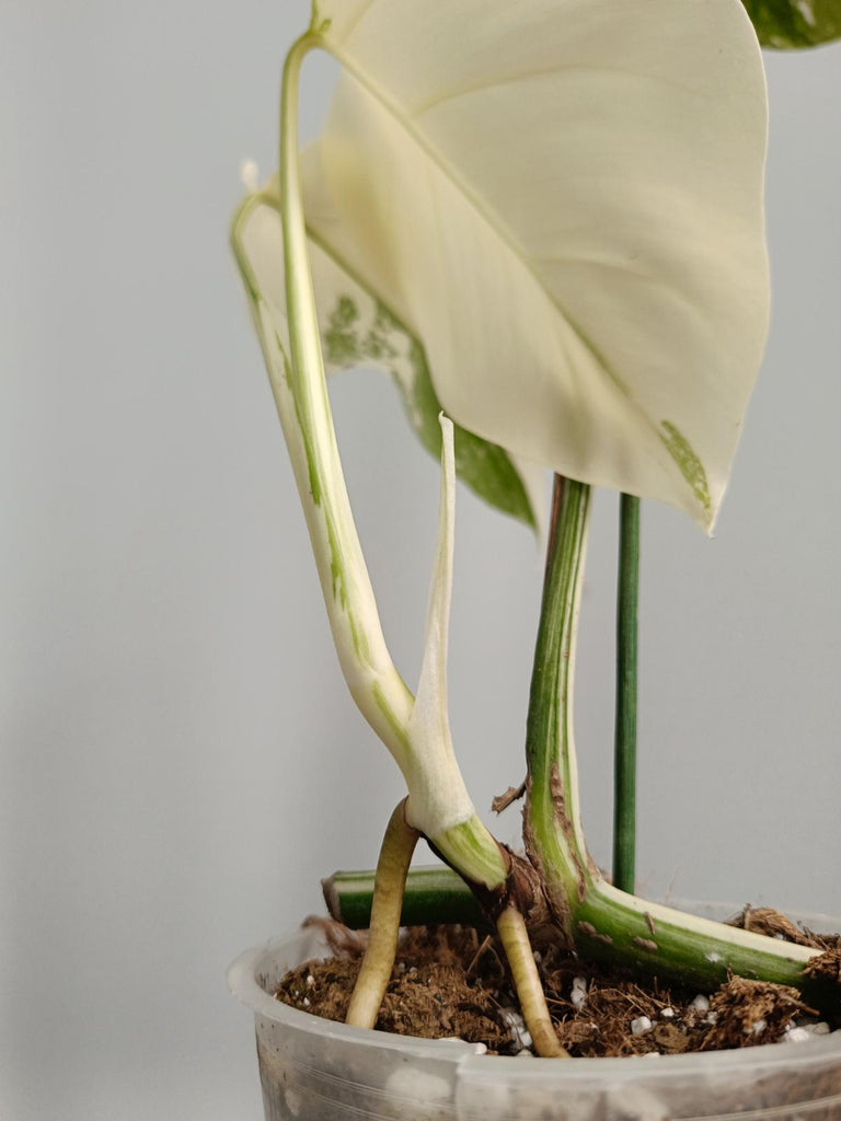 Cutting of monstera deliciosa variegata albo FULLMOON