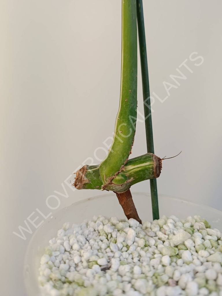 Cutting of monstera variegata