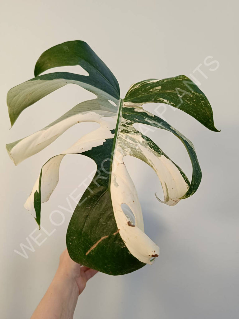 Cutting of monstera variegata