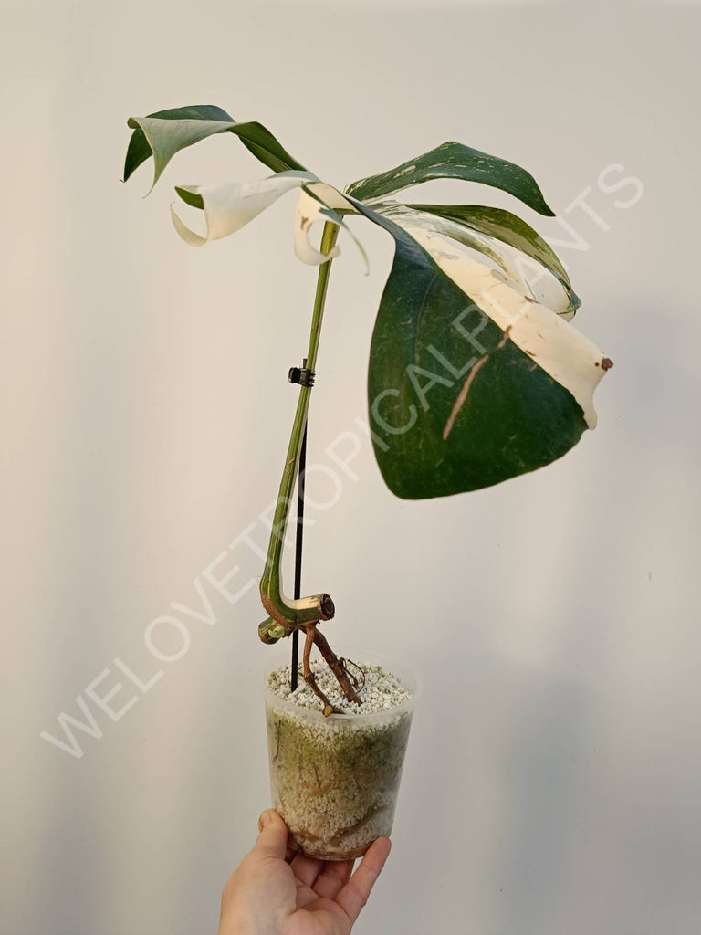 Cutting of monstera variegata