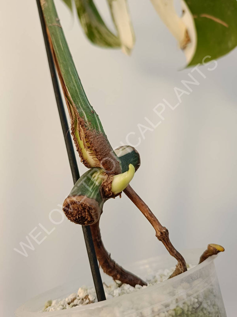 Cutting of monstera variegata