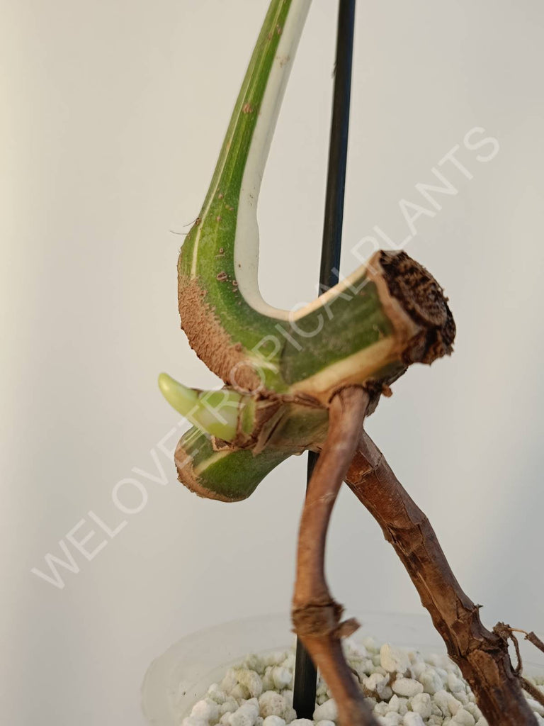 Cutting of monstera variegata