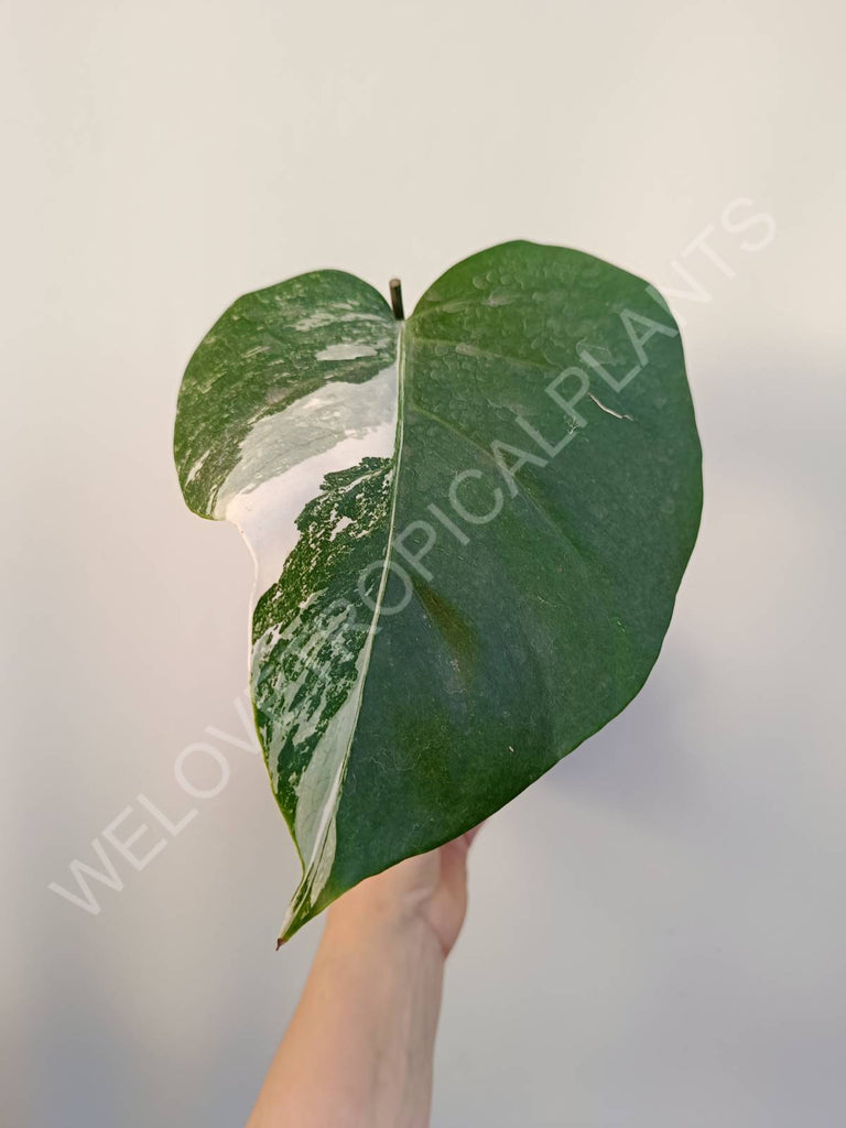 Cutting of monstera variegata