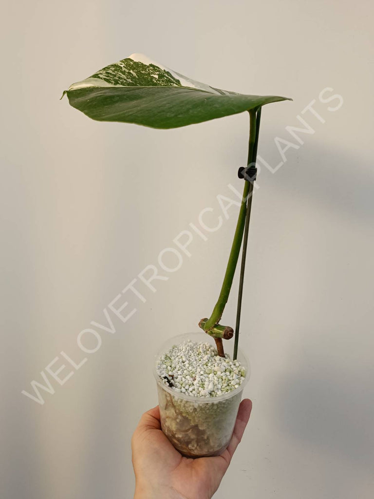 Cutting of monstera variegata