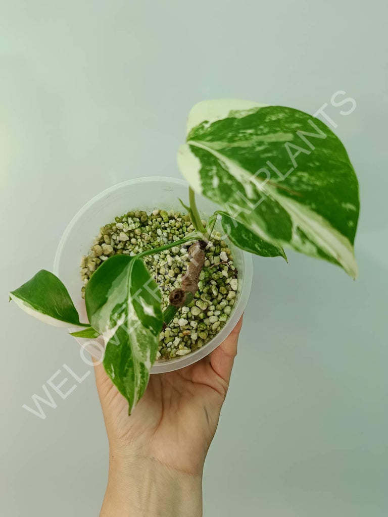 Cutting of monstera variegata albo 2 in 1