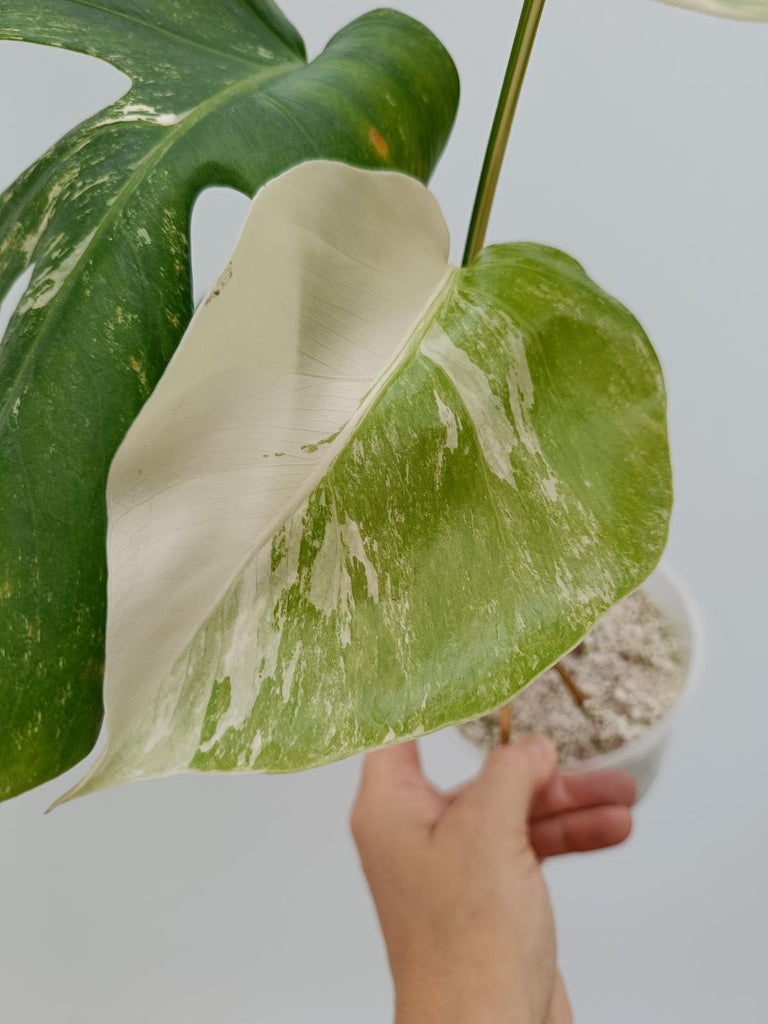 Cutting of monstera deliciosa variegata albo