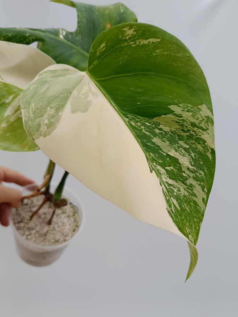 Cutting of monstera deliciosa variegata albo