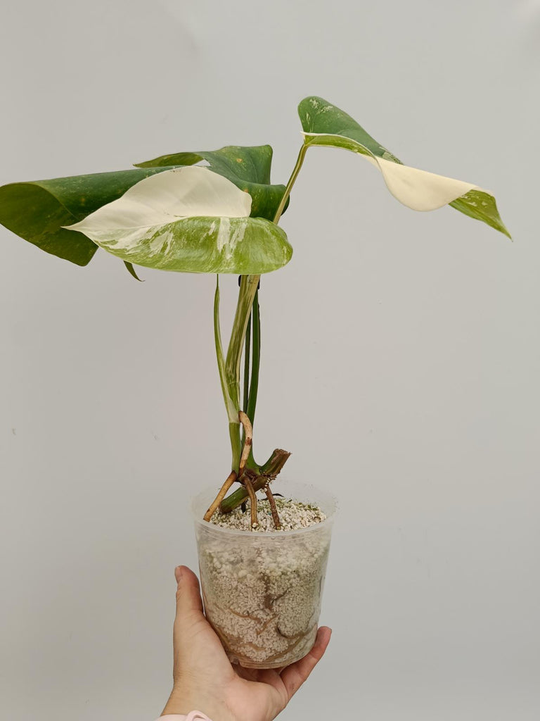 Cutting of monstera deliciosa variegata albo