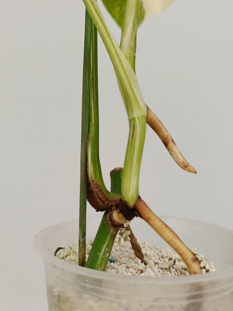 Cutting of monstera deliciosa variegata albo