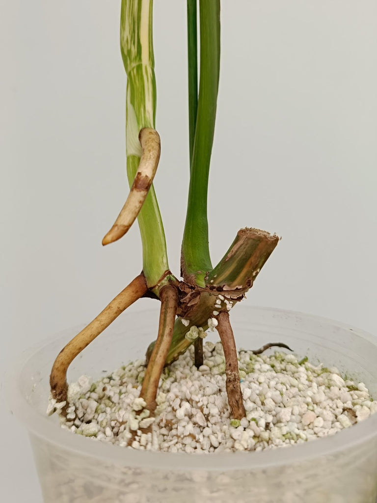 Cutting of monstera deliciosa variegata albo