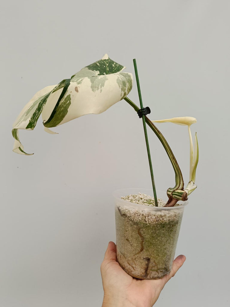 Cutting of monstera deliciosa variegata albo