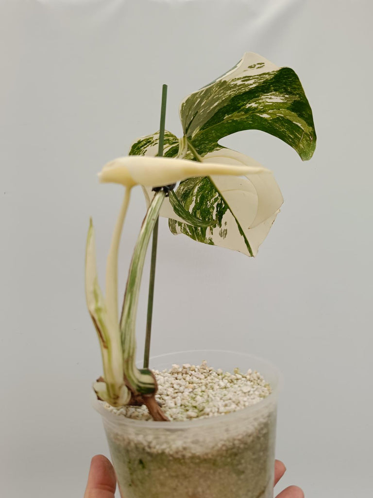 Cutting of monstera deliciosa variegata albo