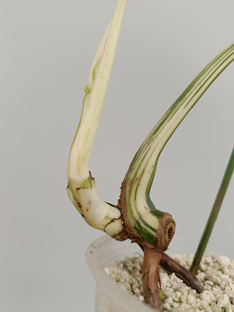 Cutting of monstera deliciosa variegata albo