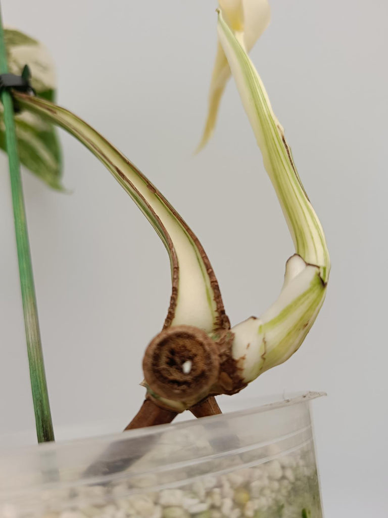 Cutting of monstera deliciosa variegata albo