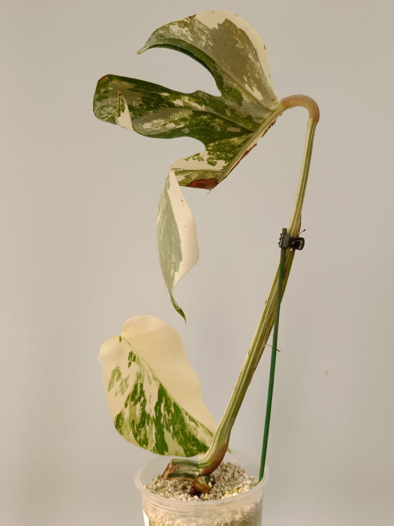 Cutting of monstera deliciosa variegata albo