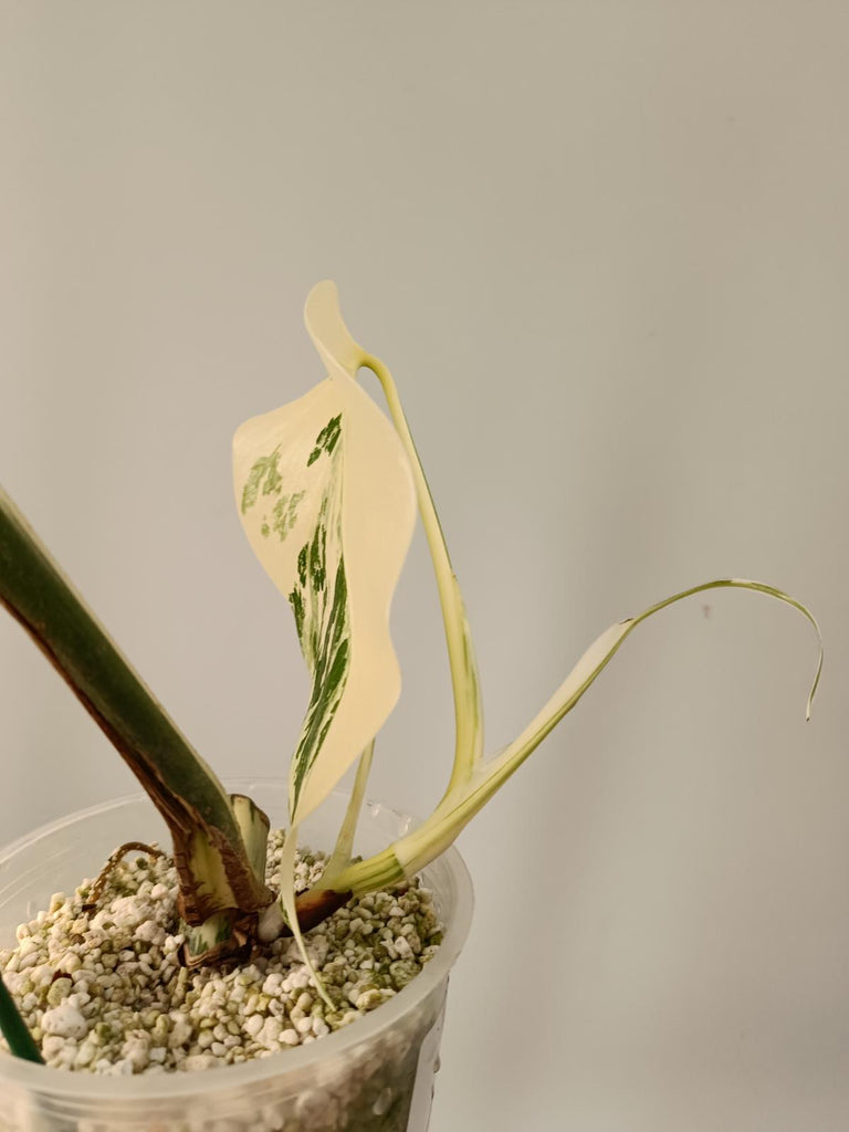 Cutting of monstera deliciosa variegata albo