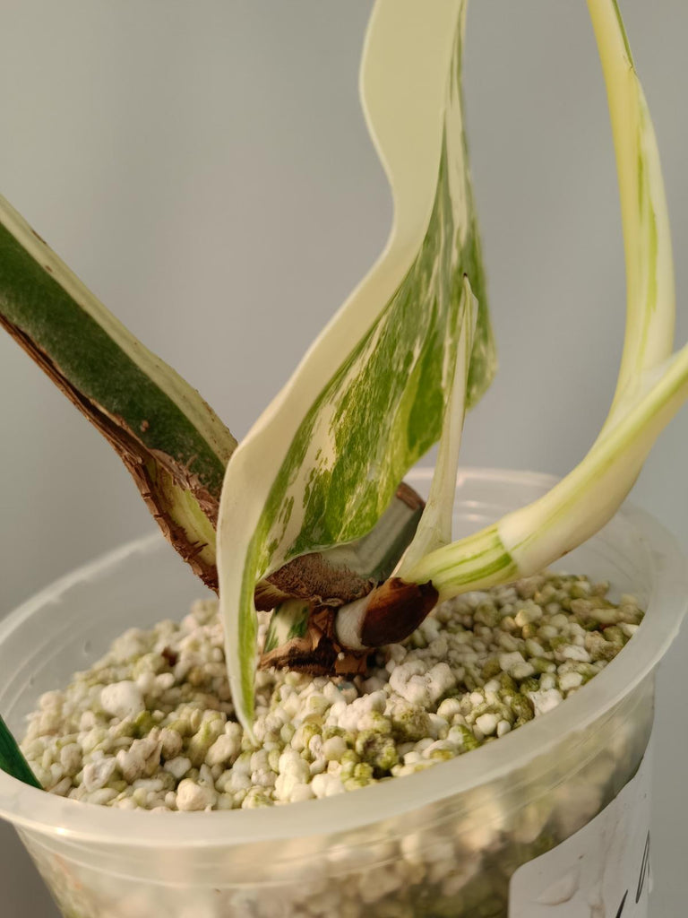 Cutting of monstera deliciosa variegata albo