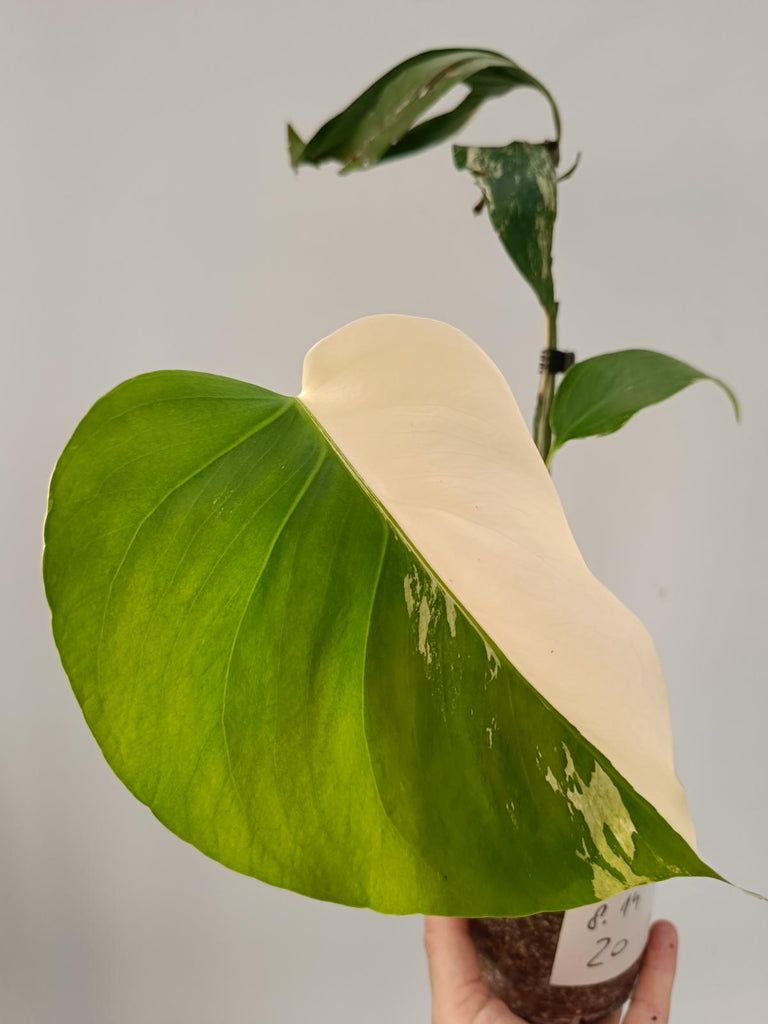 Cutting of monstera deliciosa variegata albo