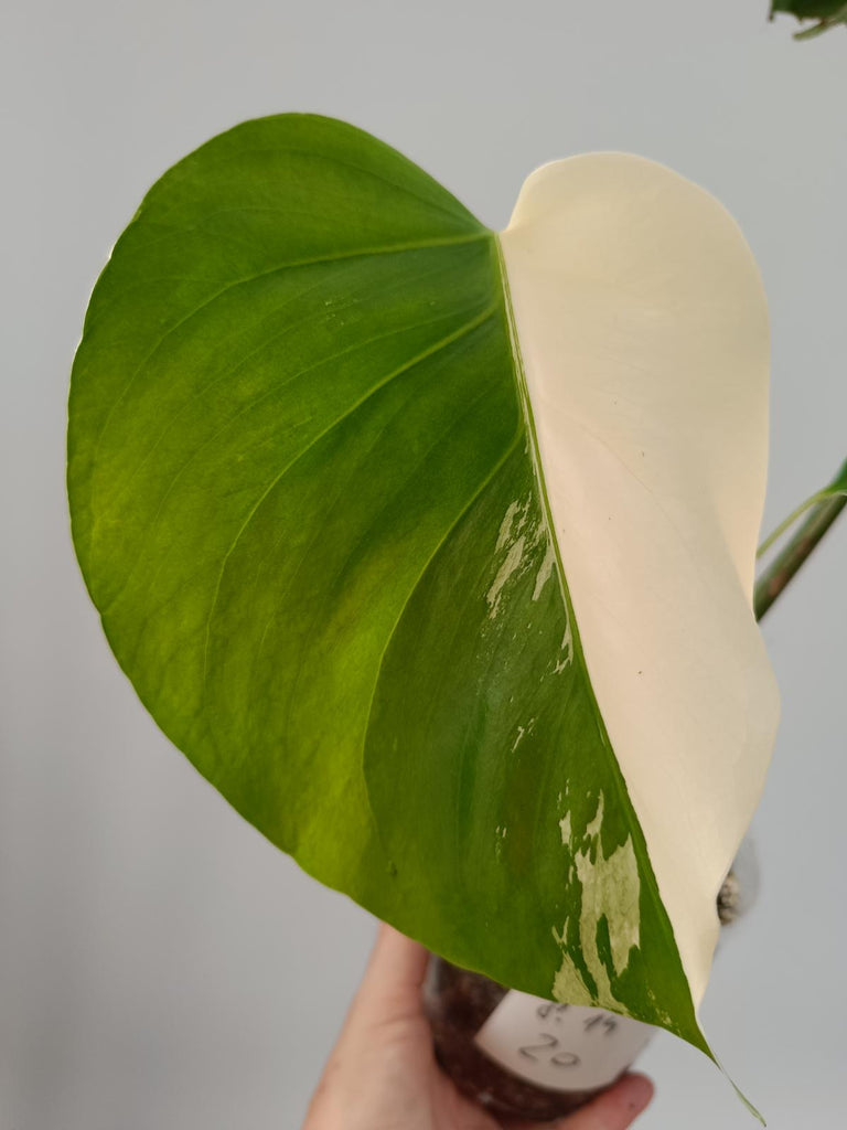 Cutting of monstera deliciosa variegata albo HALFMOON