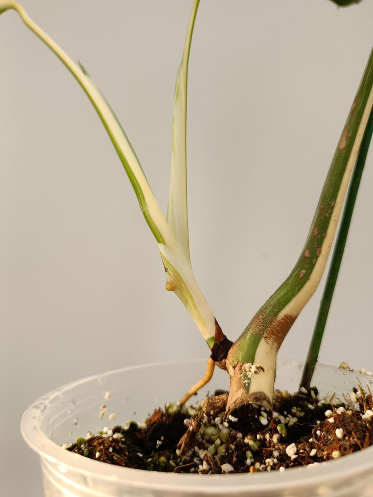 Cutting of monstera deliciosa variegata albo HALFMOON