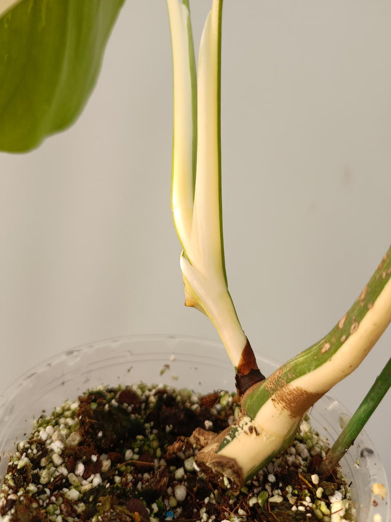 Cutting of monstera deliciosa variegata albo HALFMOON