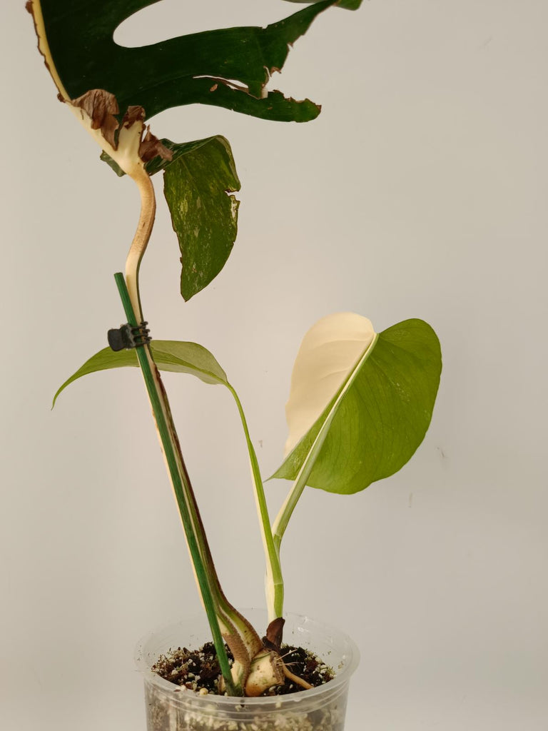 Cutting of monstera deliciosa variegata albo HALFMOON