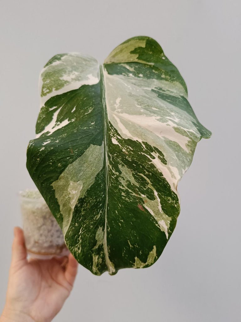 Cutting of monstera deliciosa variegata albo