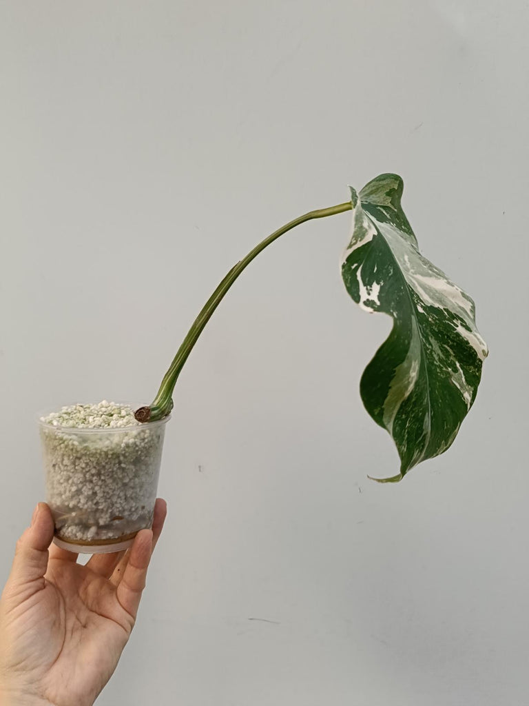 Cutting of monstera deliciosa variegata albo