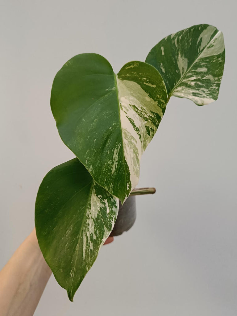 Baby plant of monstera deliciosa variegata albo