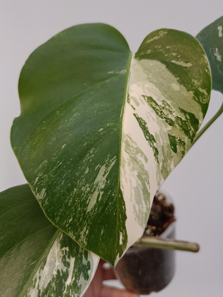 Baby plant of monstera deliciosa variegata albo