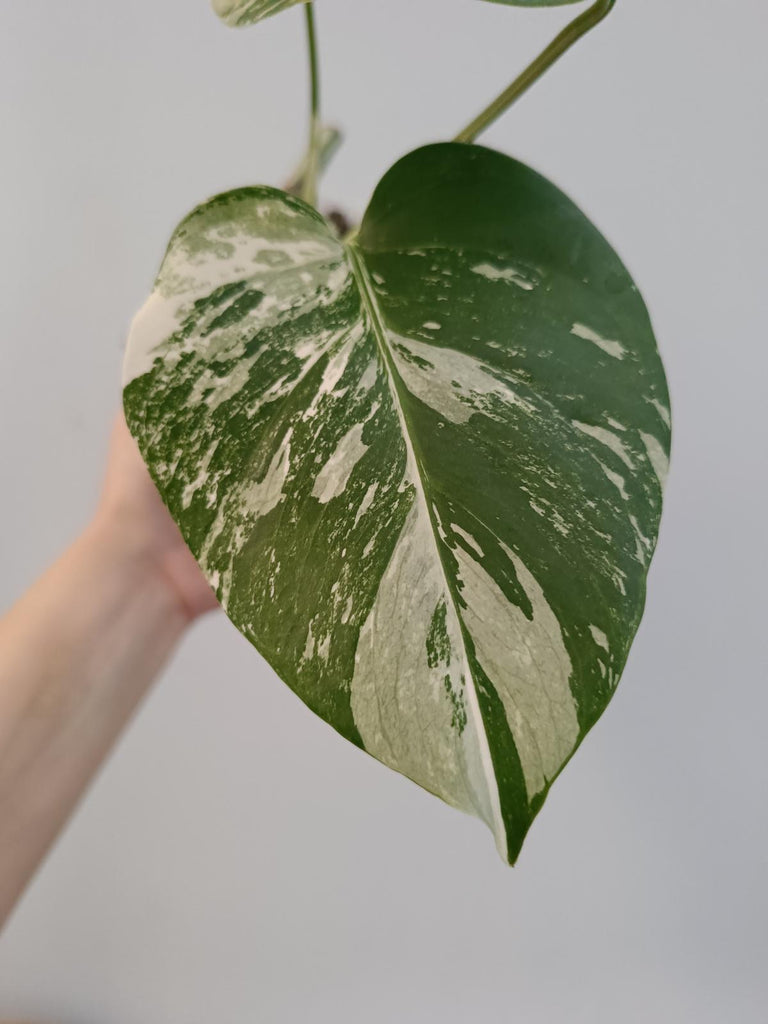 Baby plant of monstera deliciosa variegata albo