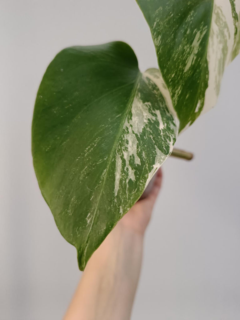 Baby plant of monstera deliciosa variegata albo