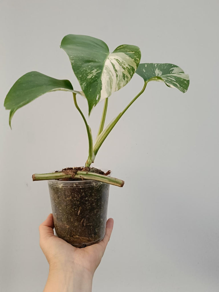 Baby plant of monstera deliciosa variegata albo