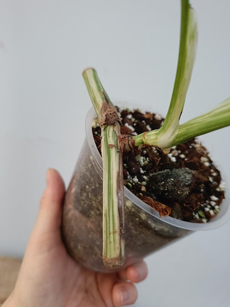 Baby plant of monstera deliciosa variegata albo