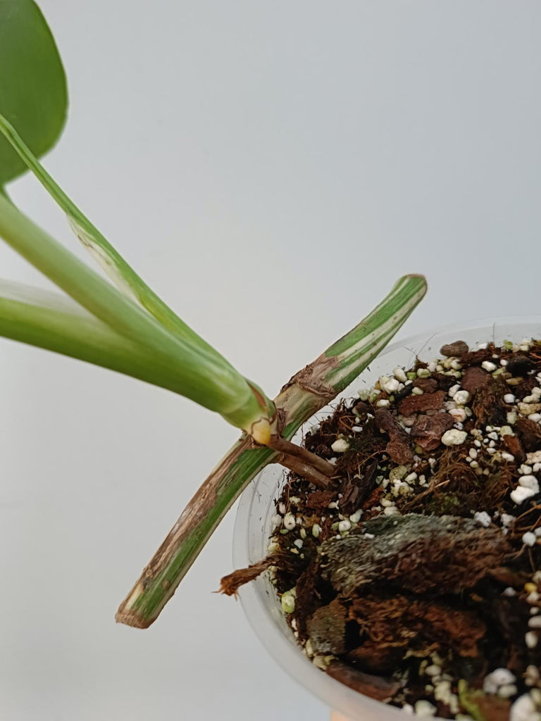 Baby plant of monstera deliciosa variegata albo