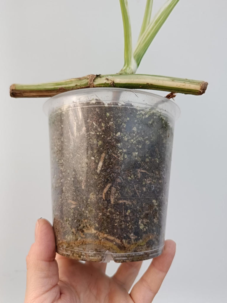 Baby plant of monstera deliciosa variegata albo