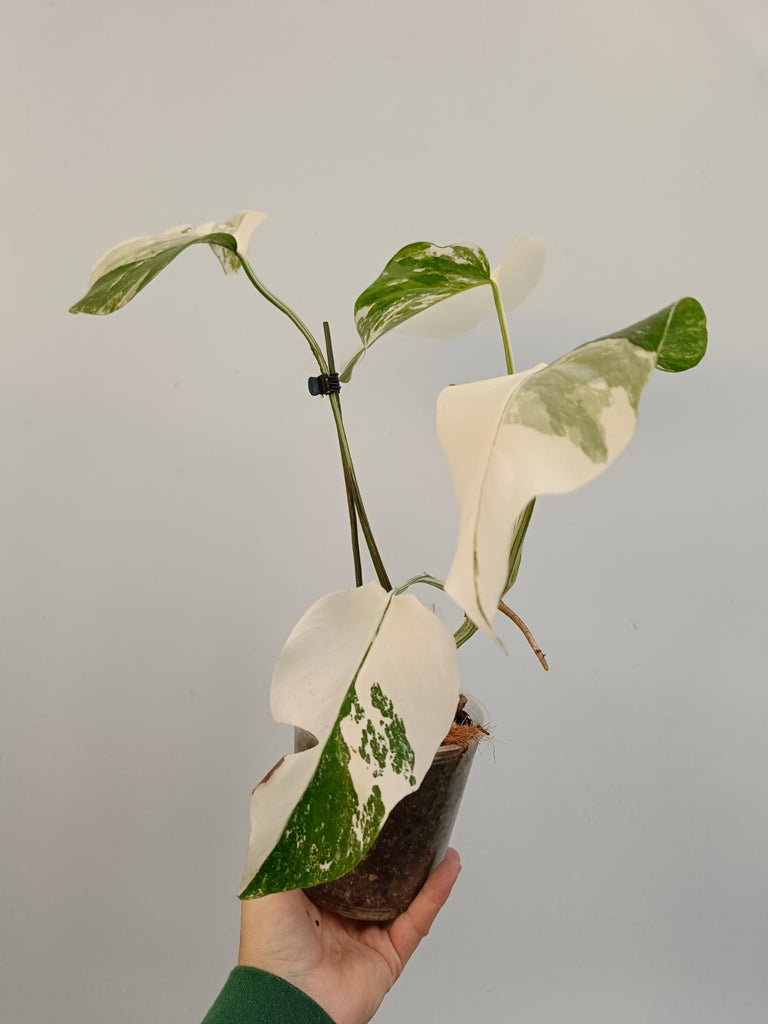 Cutting of monstera deliciosa variegata albo