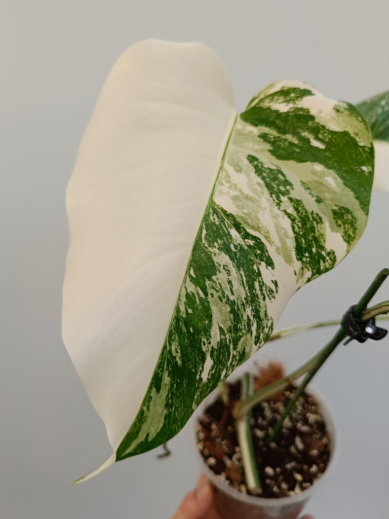 Cutting of monstera deliciosa variegata albo