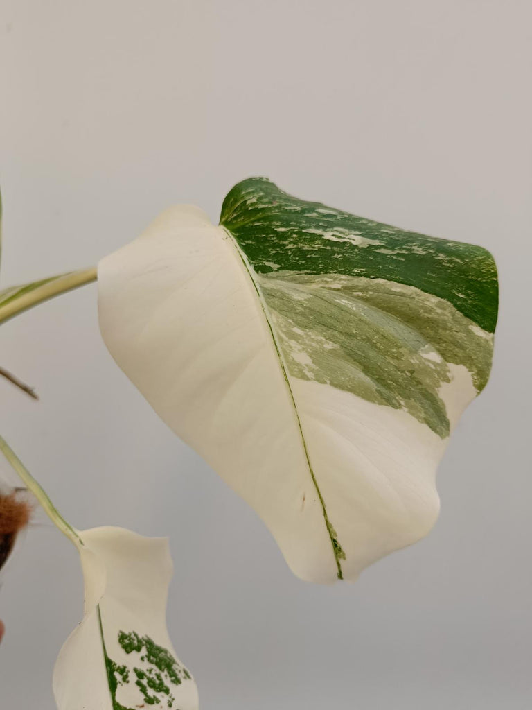 Cutting of monstera deliciosa variegata albo